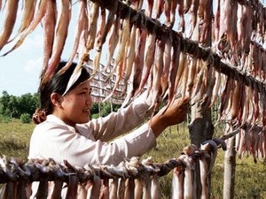 Mekong Delta fishermen catch huge draught of fish ảnh 1 Mekong Delta fishermen catch huge draught of fish ảnh 1